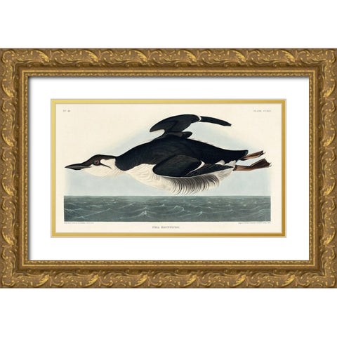 Uria Brunnichi Gold Ornate Wood Framed Art Print with Double Matting by Audubon, John James