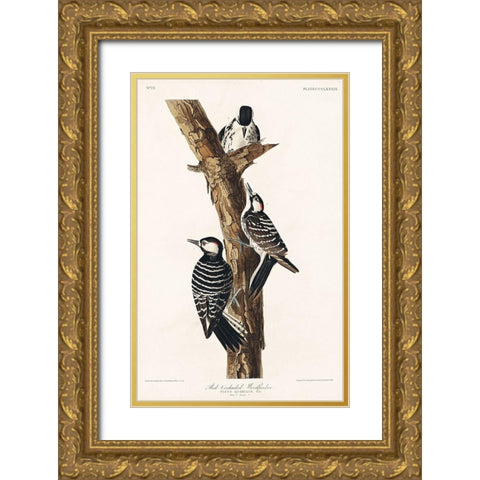 Red-Cockaded Woodpecker Gold Ornate Wood Framed Art Print with Double Matting by Audubon, John James