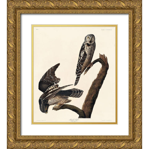 Hawk Owl Gold Ornate Wood Framed Art Print with Double Matting by Audubon, John James