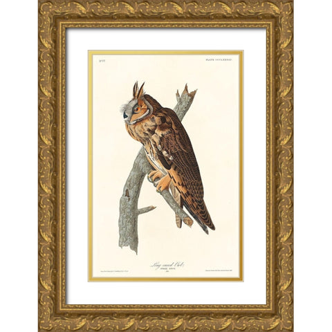 Long-eared Owl Gold Ornate Wood Framed Art Print with Double Matting by Audubon, John James