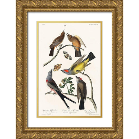 Arkansaw Flycatcher, Swallow-Tailed Flycatcher and Says Flycatcher Gold Ornate Wood Framed Art Print with Double Matting by Audubon, John James