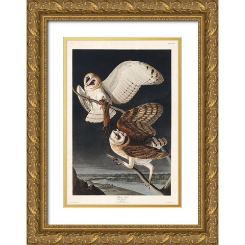 Barn OwlÂ  Gold Ornate Wood Framed Art Print with Double Matting by Audubon, John James
