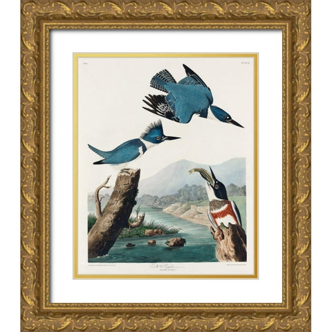 Belted Kingfisher Gold Ornate Wood Framed Art Print with Double Matting by Audubon, John James