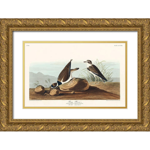 Ring Plover Gold Ornate Wood Framed Art Print with Double Matting by Audubon, John James