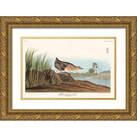 Yellow-breasted Rail Gold Ornate Wood Framed Art Print with Double Matting by Audubon, John James