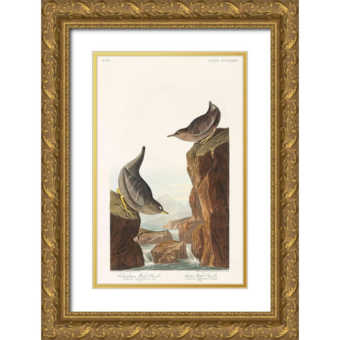 Columbian Water Ouzel and Arctic Water Ouzel Gold Ornate Wood Framed Art Print with Double Matting by Audubon, John James