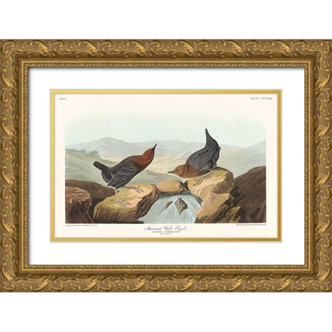 American Water Ouzel Gold Ornate Wood Framed Art Print with Double Matting by Audubon, John James