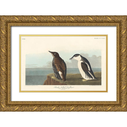 Slender-billed Guillemot Gold Ornate Wood Framed Art Print with Double Matting by Audubon, John James