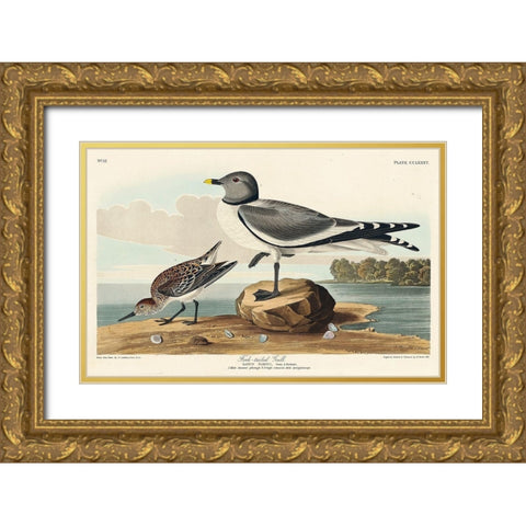 Fork-tailed Gull Gold Ornate Wood Framed Art Print with Double Matting by Audubon, John James