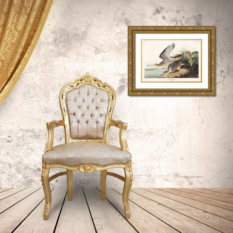 Bartram Sandpiper Gold Ornate Wood Framed Art Print with Double Matting by Audubon, John James