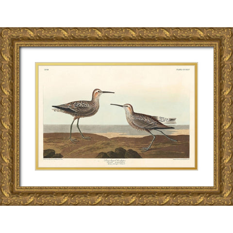 Long-legged Sandpiper Gold Ornate Wood Framed Art Print with Double Matting by Audubon, John James
