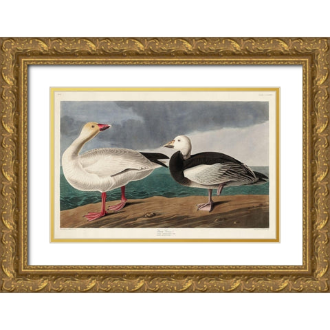 Snow Goose Gold Ornate Wood Framed Art Print with Double Matting by Audubon, John James