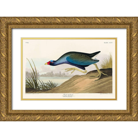 Purple Gallinule Gold Ornate Wood Framed Art Print with Double Matting by Audubon, John James