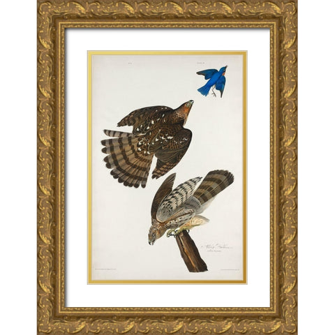 Stanley Hawk Gold Ornate Wood Framed Art Print with Double Matting by Audubon, John James