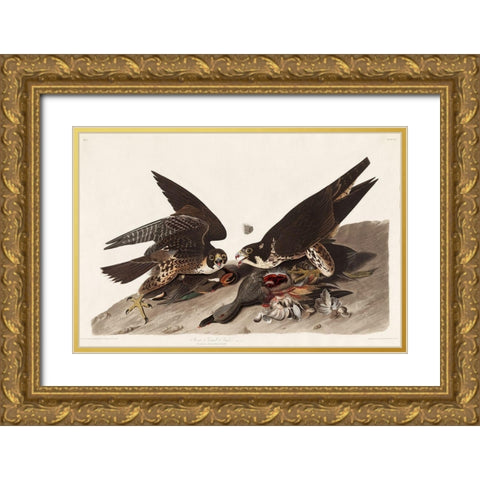 Great Footed Hawk Gold Ornate Wood Framed Art Print with Double Matting by Audubon, John James