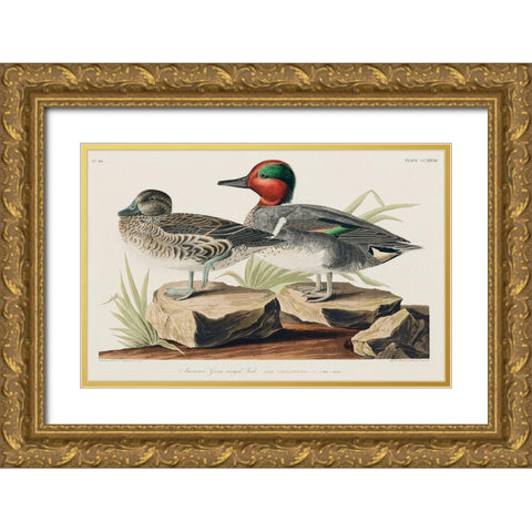 Green winged Teal Gold Ornate Wood Framed Art Print with Double Matting by Audubon, John James
