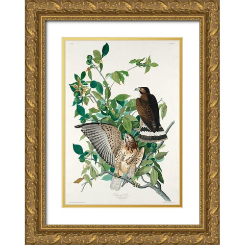 Broad-winged Hawk Gold Ornate Wood Framed Art Print with Double Matting by Audubon, John James