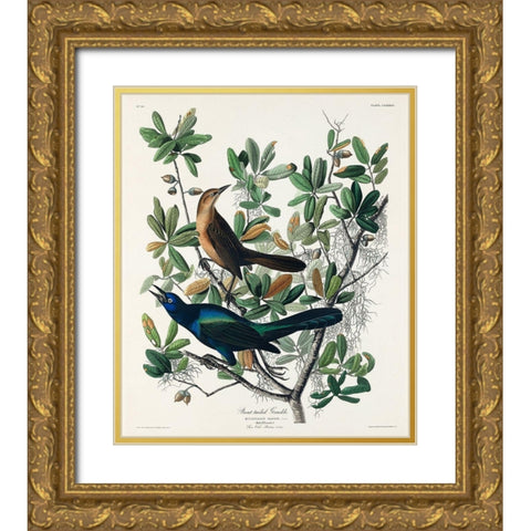 Boat-tailed Grackle Gold Ornate Wood Framed Art Print with Double Matting by Audubon, John James