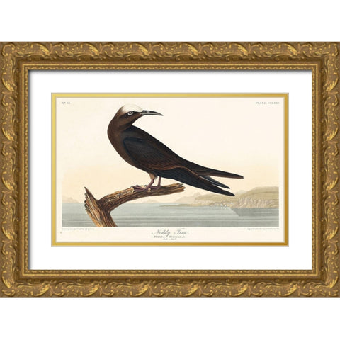 Noddy Tern Gold Ornate Wood Framed Art Print with Double Matting by Audubon, John James