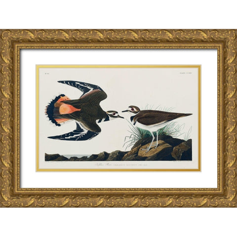 Kildeer Plover Gold Ornate Wood Framed Art Print with Double Matting by Audubon, John James