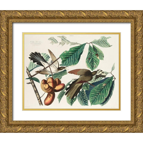 Yellow-billed Cuckoo Gold Ornate Wood Framed Art Print with Double Matting by Audubon, John James