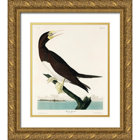 Booby Gannet Gold Ornate Wood Framed Art Print with Double Matting by Audubon, John James