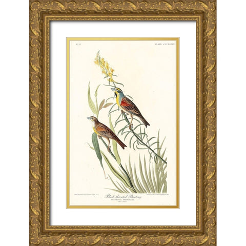 Black-Throated Bunting Gold Ornate Wood Framed Art Print with Double Matting by Audubon, John James