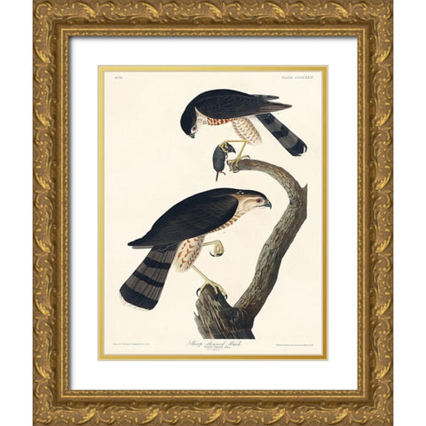 Sharp-shinned Hawk Gold Ornate Wood Framed Art Print with Double Matting by Audubon, John James