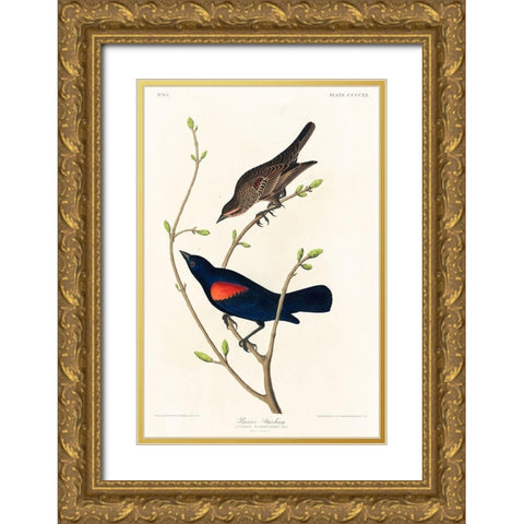Prairie Starling Gold Ornate Wood Framed Art Print with Double Matting by Audubon, John James