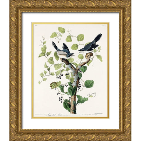 Loggerhead Shrike Gold Ornate Wood Framed Art Print with Double Matting by Audubon, John James