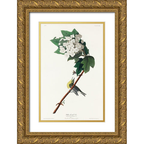 Yellow-throated Vireo Gold Ornate Wood Framed Art Print with Double Matting by Audubon, John James