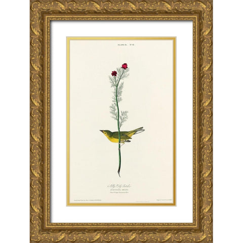 Selbys Flycatcher Gold Ornate Wood Framed Art Print with Double Matting by Audubon, John James
