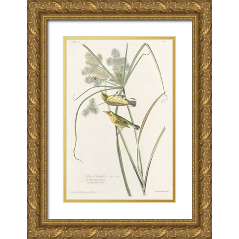 Prairie Warbler Gold Ornate Wood Framed Art Print with Double Matting by Audubon, John James