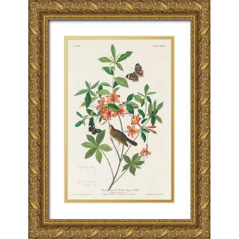 Brown headed Worm eating Warbler Gold Ornate Wood Framed Art Print with Double Matting by Audubon, John James