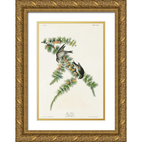 Pine Finch Gold Ornate Wood Framed Art Print with Double Matting by Audubon, John James