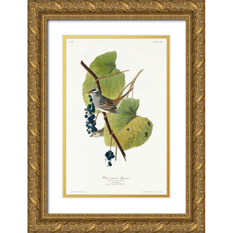 White-crowned Sparrow Gold Ornate Wood Framed Art Print with Double Matting by Audubon, John James