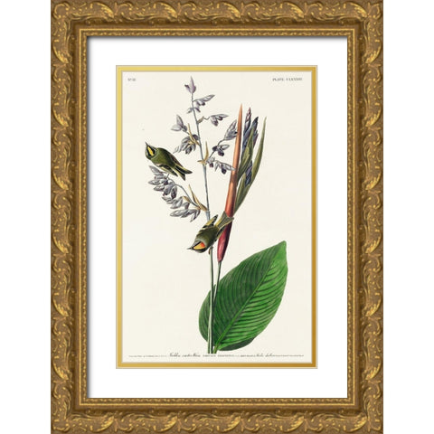 American Golden crested-WrenÂ  Gold Ornate Wood Framed Art Print with Double Matting by Audubon, John James