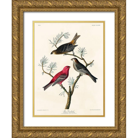 Pine Grosbeak Gold Ornate Wood Framed Art Print with Double Matting by Audubon, John James