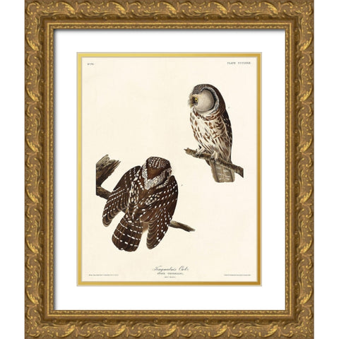 Tengmalms Owl Gold Ornate Wood Framed Art Print with Double Matting by Audubon, John James