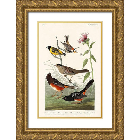Chestnut-coloured Finch, Black-headed Siskin, Black crown Bunting and Arctic Ground Finch Gold Ornate Wood Framed Art Print with Double Matting by Audubon, John James