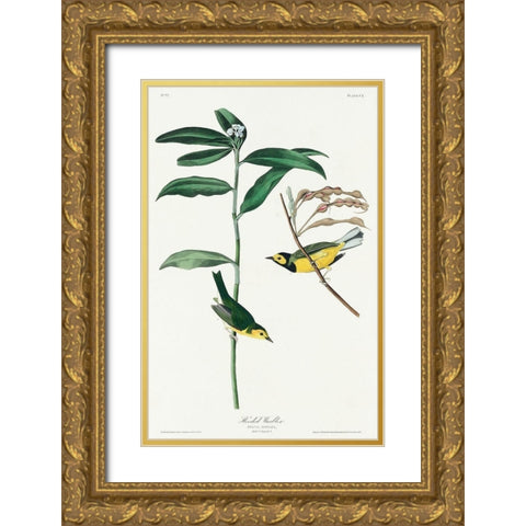 Hooded Warbler Gold Ornate Wood Framed Art Print with Double Matting by Audubon, John James