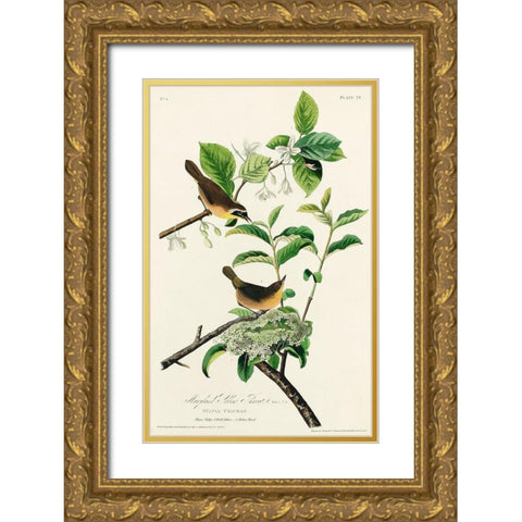 Yellow-breasted Warbler Gold Ornate Wood Framed Art Print with Double Matting by Audubon, John James