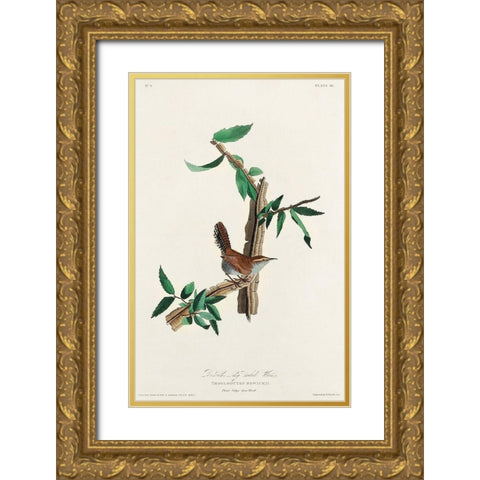 Bewicks Wren Gold Ornate Wood Framed Art Print with Double Matting by Audubon, John James