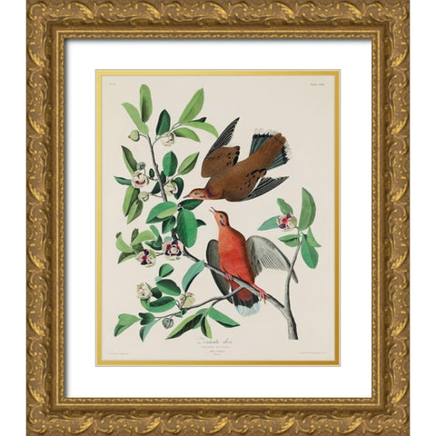 Canada Dove Gold Ornate Wood Framed Art Print with Double Matting by Audubon, John James