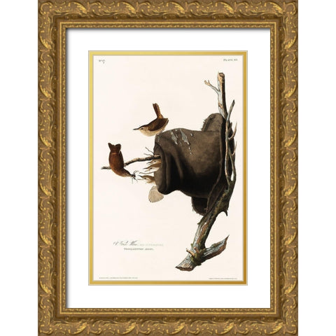 House Wren Gold Ornate Wood Framed Art Print with Double Matting by Audubon, John James