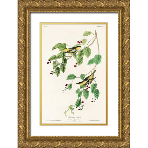Carbonated Warbler Gold Ornate Wood Framed Art Print with Double Matting by Audubon, John James