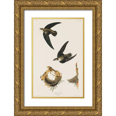 American Swift Gold Ornate Wood Framed Art Print with Double Matting by Audubon, John James