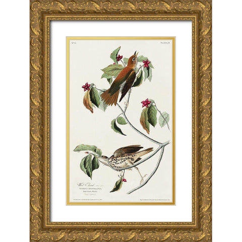 Wood Thrush Gold Ornate Wood Framed Art Print with Double Matting by Audubon, John James