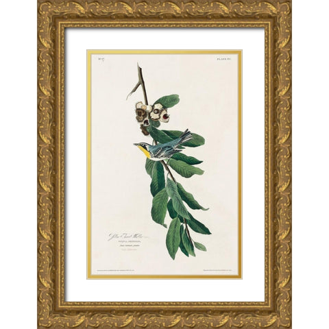 Yellow Throated Warbler Gold Ornate Wood Framed Art Print with Double Matting by Audubon, John James
