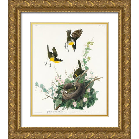 Yellow-breasted Chat Gold Ornate Wood Framed Art Print with Double Matting by Audubon, John James